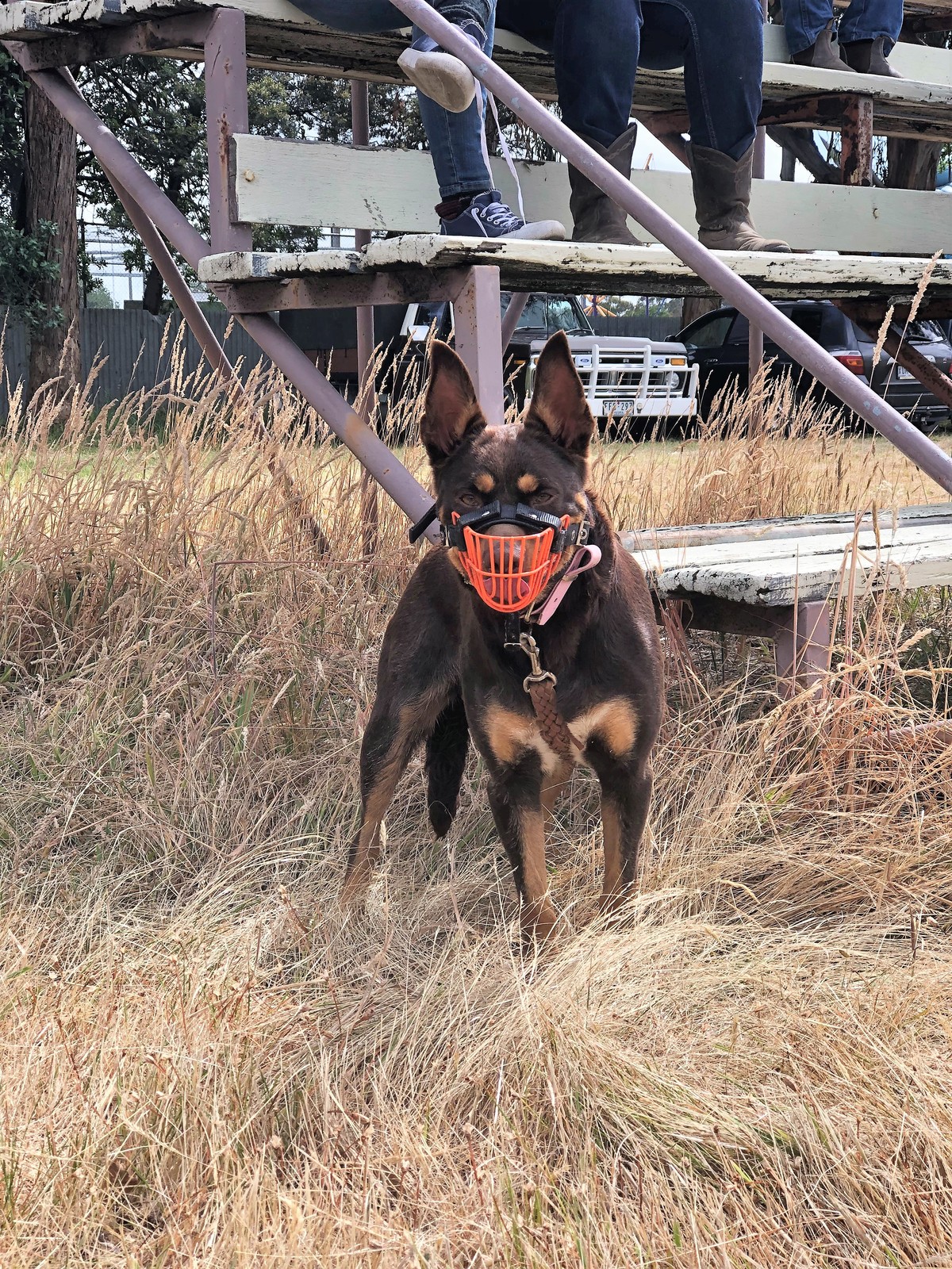 working dog muzzles australia