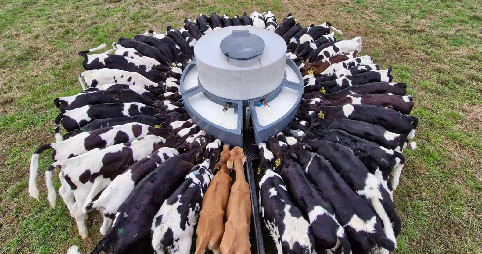 Dairy